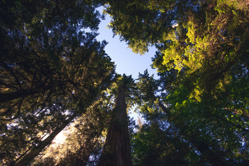 looking up into coastal rainforest trees