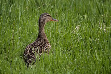 Female mallard chest-high in grass