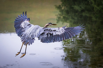 Great blue heron lands in a stream with scared fish