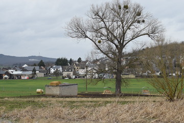 Sumpflandschaft in den Thürer Wiesen