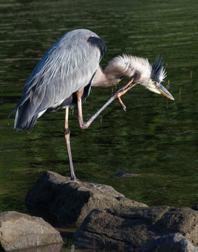 Great Blue Heron does a one-legged scratch