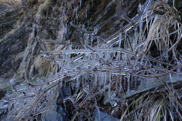 Blades of grass trapped and covered in ice