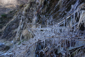 Blades of grass trapped and covered in ice