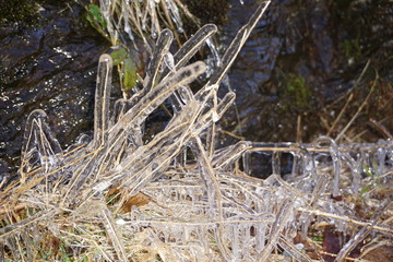 Blades of grass trapped and covered in ice