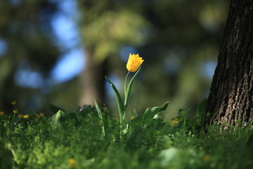 Single yellow tulip in blossoming between the grass. The first flowers in spring after hibernation in city garden. Panorama