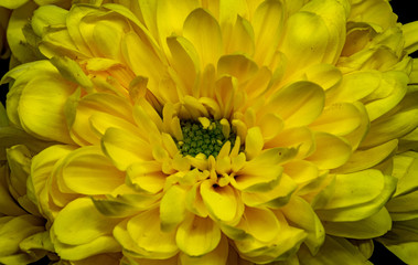 yellow flower close up