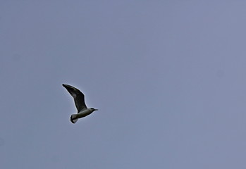 seagull flying in the sky
