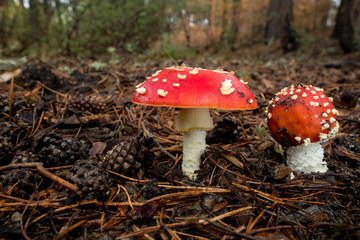 Amanita Muscaria, poisonous mushroom and natural hallucinogen from the forest, Red capped Magic Mushroom