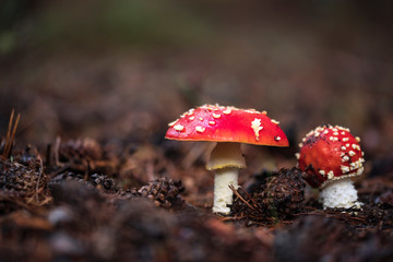 Amanita Muscaria, poisonous mushroom and natural hallucinogen from the forest, Red capped Magic Mushroom