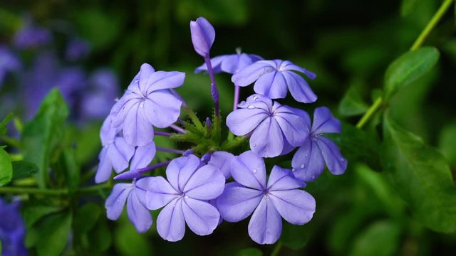 Closeup of blooming Cape Leadwort flowers or White Plumbago Flowers and a bee is coming.