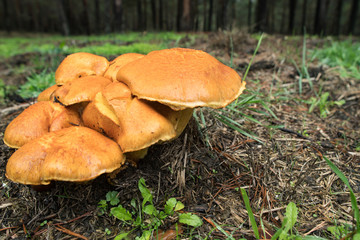 Group of mushrooms growing in the forest, Autumn