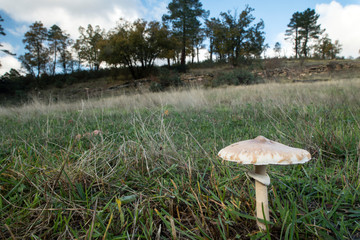mushroom parasol on grass mushrooms, Macrolepiota mastoidea in green meadow