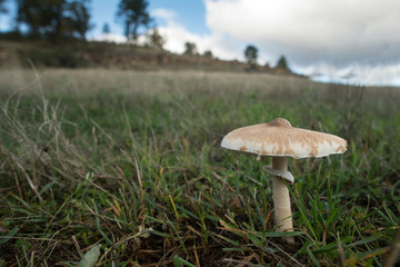 mushroom parasol on grass mushrooms, Macrolepiota mastoidea in green meadow