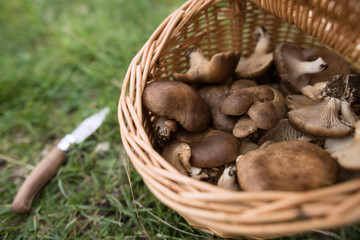 Pleurotus eryngii. Mushroom Thistle. Cardoncello mushroom freshly picked in the field, with basket and knife