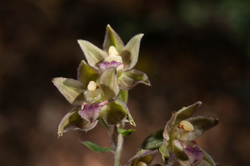 Wild orchid flowers of Epipactis tremolsii flower and plant detail