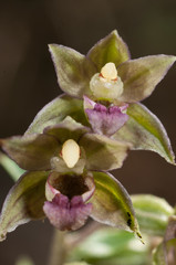 Wild orchid flowers of Epipactis tremolsii flower and plant detail