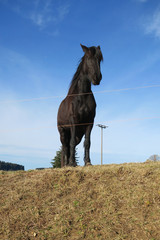 Pferd