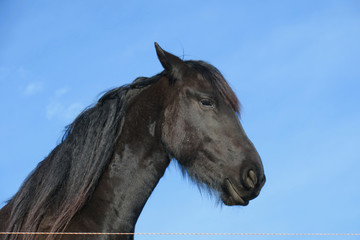 Pferd
