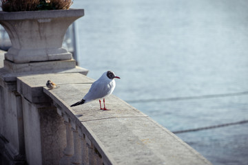 seagull on the wall on geneve