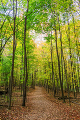 A path full of clolored leaves in a forest in autumn