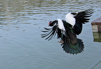 great blue heron in flight