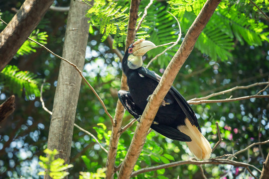 Tropical bird in the Bali Safari and Marine Park