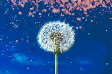 One white dandelion on a background of blue cloudless sky with coral sparkles. The main color trend of 2020 year.