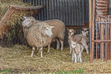 Moutons dans un enclos