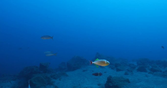 Reef fish from Revillagigedo archipelago. Mexico.