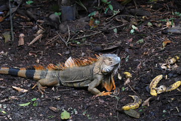 Orange Iguana on the ground