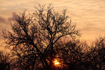 Obraz premium Tree silhouette on sunset sky background. Branches of tree without leaves at sundown.