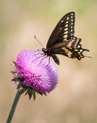 Black Swallowtail butterfly on a pink flower