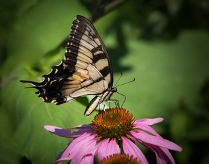 Tiger Swallowtail butterfly feeds on an Echinacea flower