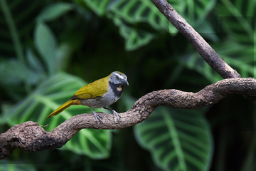 Buff-Throated Saltator