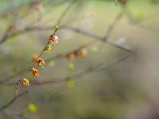 red berries on tree