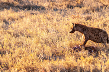 Close-up of a spotted Hyena - Crocuta crocuta- with a prey, seen during the golden hour of sunset...