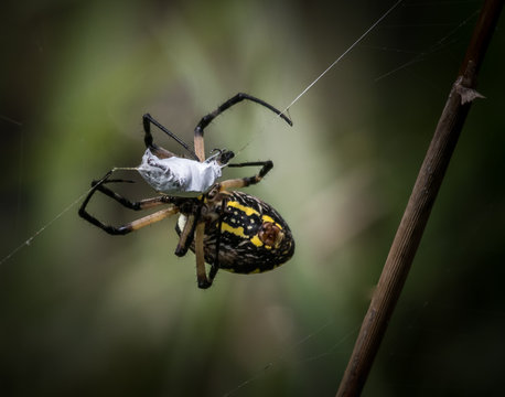 A garden spider with a hapless victim caught in its web