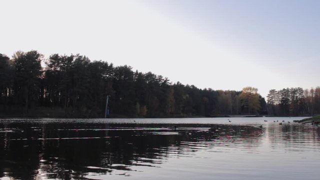  Duck floating on the lake in autumn time, Belarus. Fall season with leaves