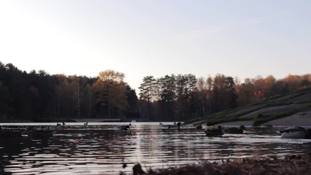  Duck floating on the lake in autumn time, Belarus. Fall season with leaves