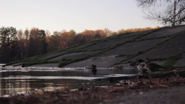  Duck floating on the lake in autumn time, Belarus. Fall season with leaves