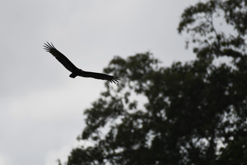 Flying Black Vulture
