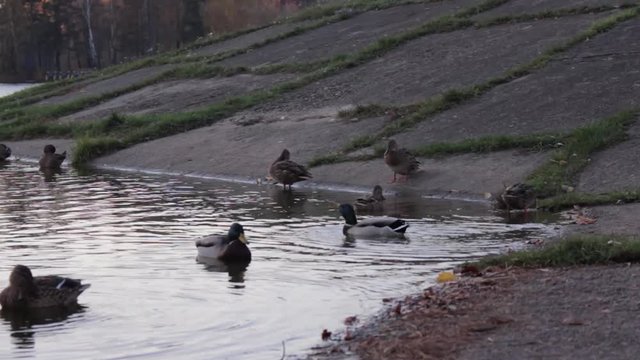  Duck floating on the lake in autumn time, Belarus. Fall season with leaves
