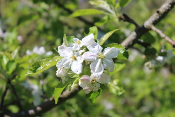 blooming apple tree