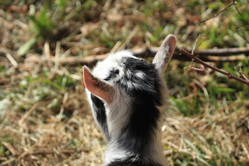 un petit bouc observateur