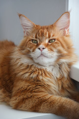 Red Maine Coon Cat Portrait
