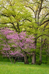 Blooming eastern redbud trees add a splash of vibrant color to the spring woods.