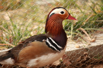 Canard Mandarin