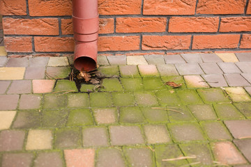 brudna, porośnięta na zielono kostka brukowa na tle rynny przyczepionej do ceglastego budynku