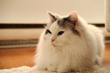 Sunny day with a cat. Purebred Ragdoll cat relaxing at window side.