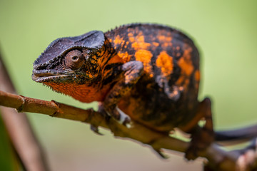 Panther chameleon closeup, Furcifer pardalis, Andasibe, Madagascar